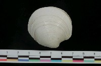 藏品(日本鏡文蛤)的圖片